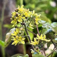 Caulophyllum thalictroides
